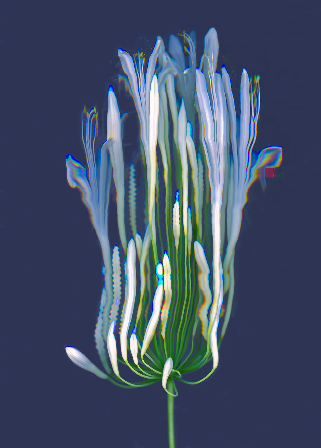 Agapanthus