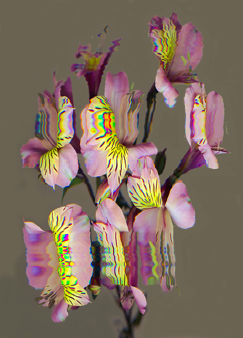 Alstroemeria 1