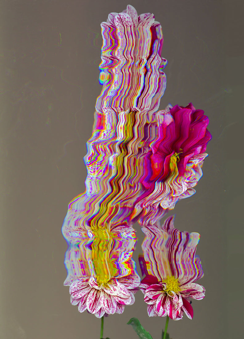 Dahlia - Composition