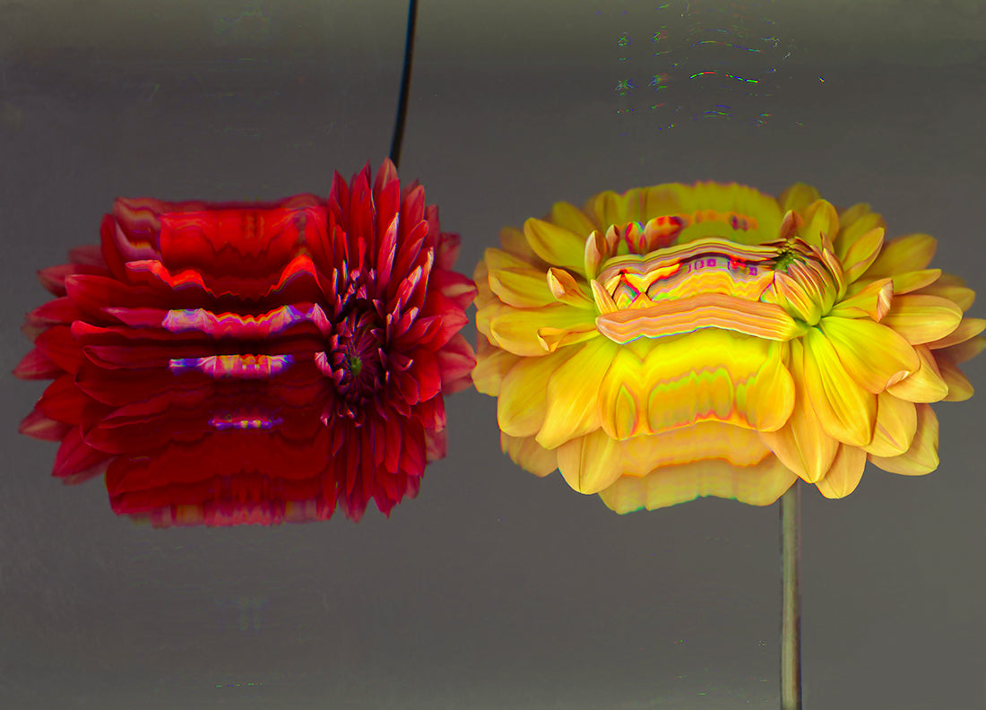 Dahlia - Red & Yellow