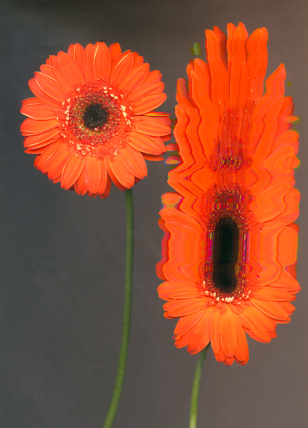 Gerbera