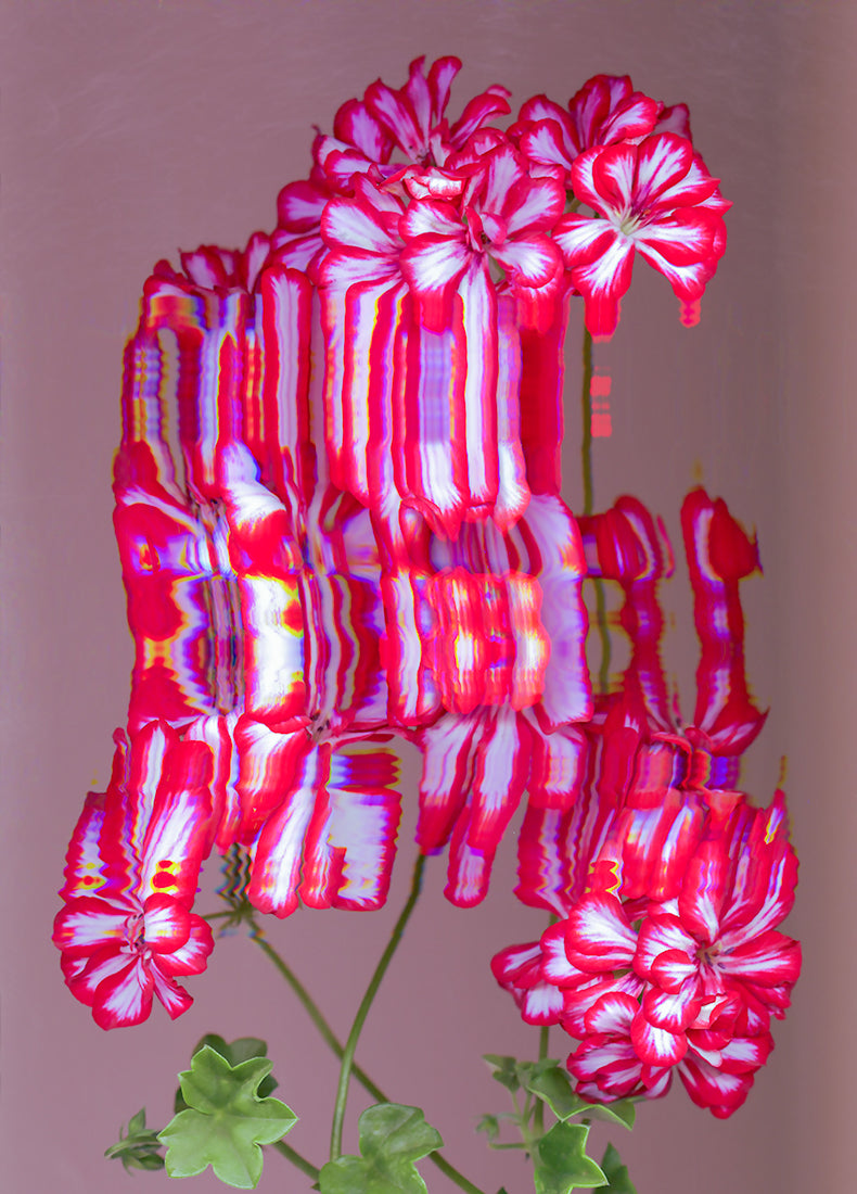 Pelargonium