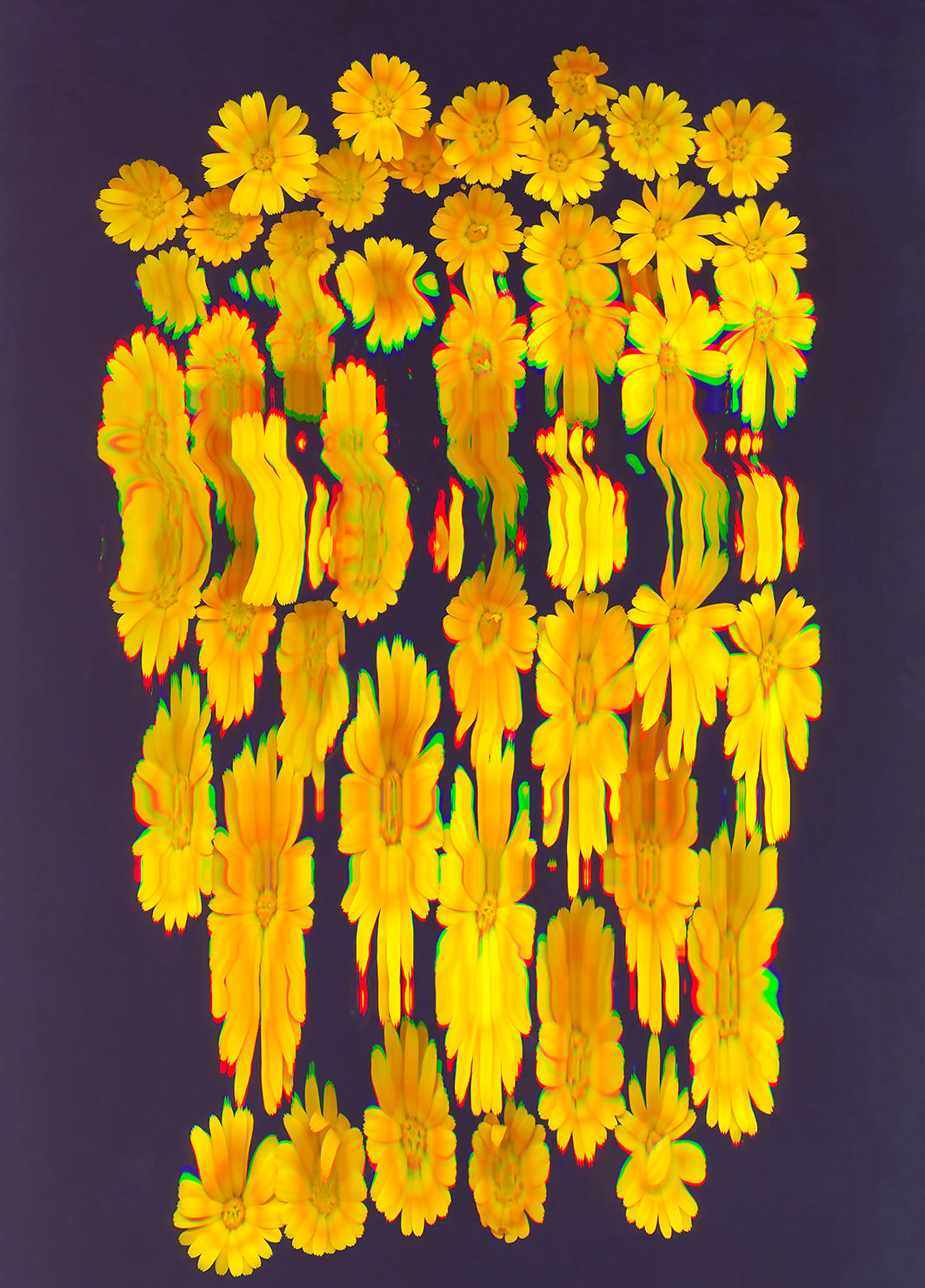 Calendula 1