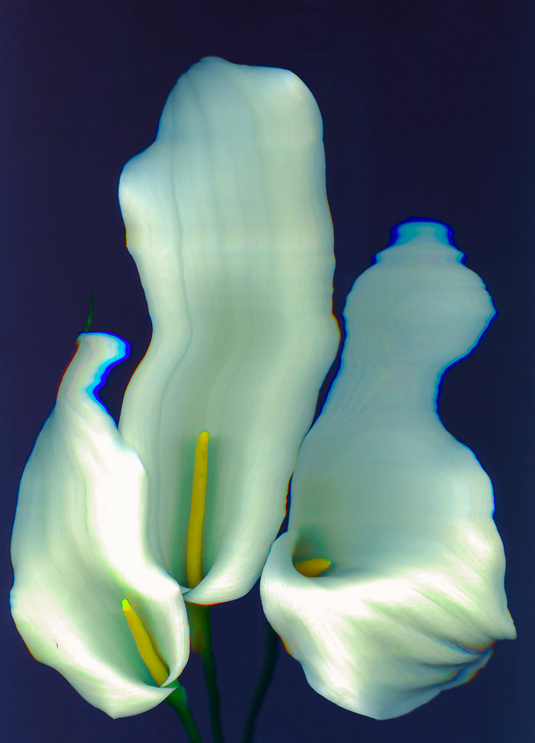 Calla Lilies
