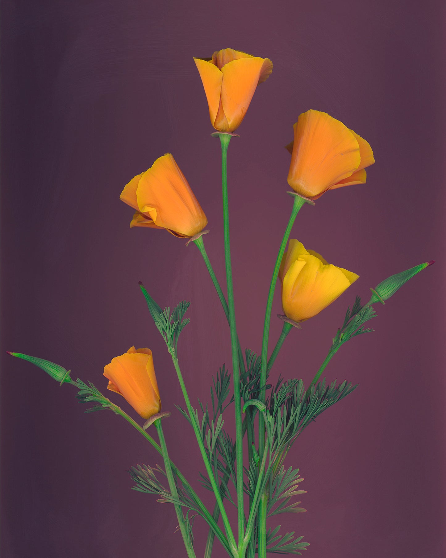California Poppy