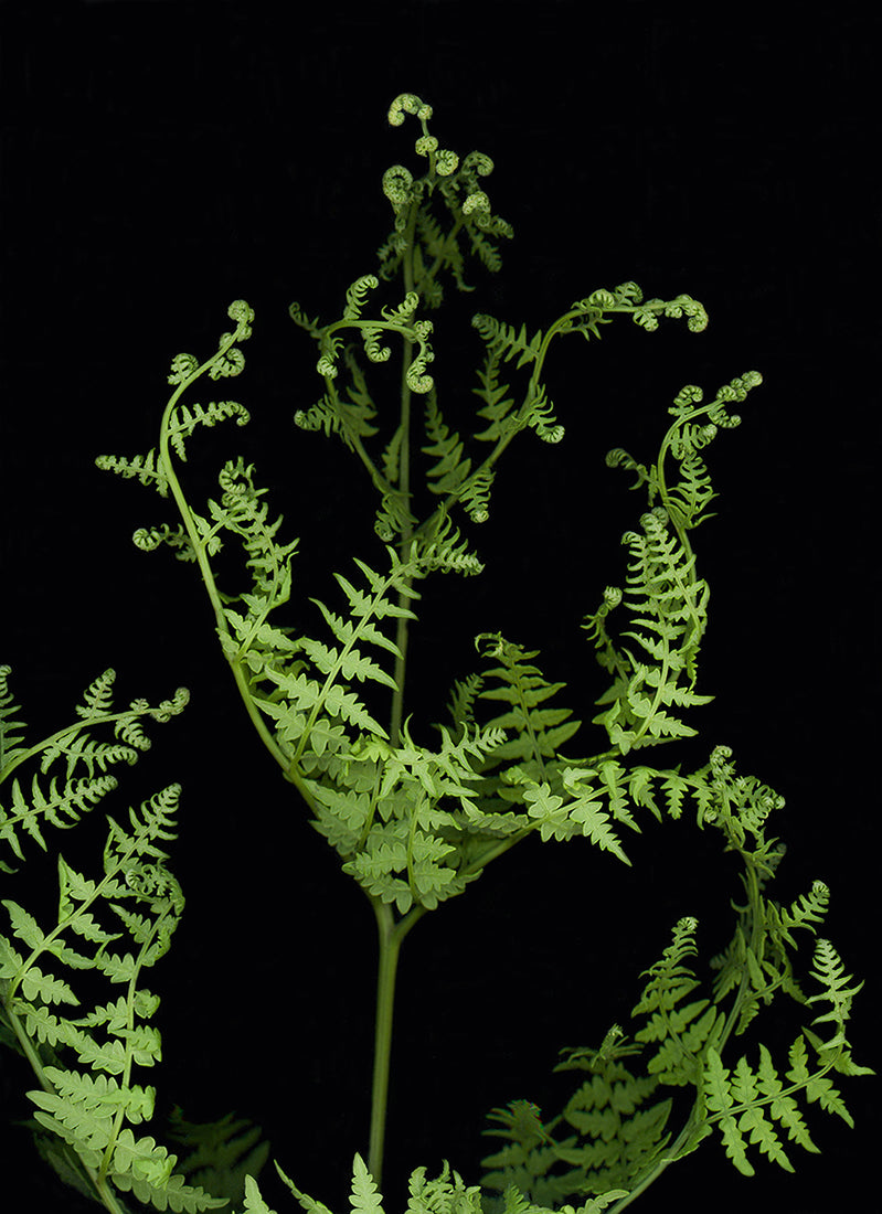 Fiddle Fern