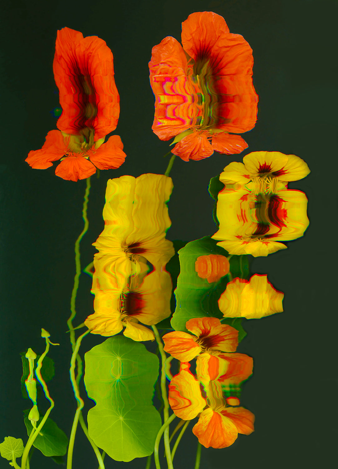 Nasturtium