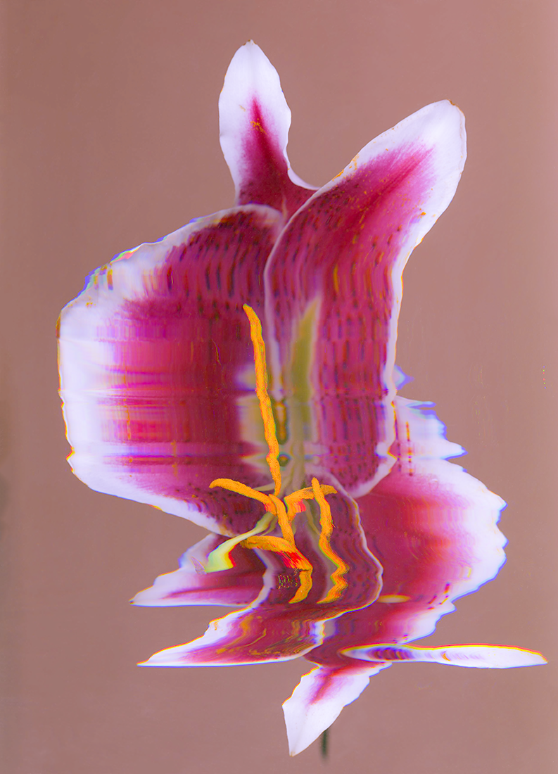 Stargazer Lily