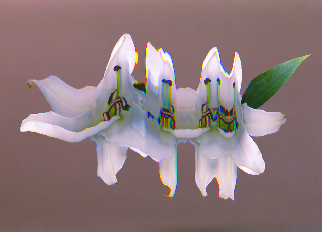 White Lily