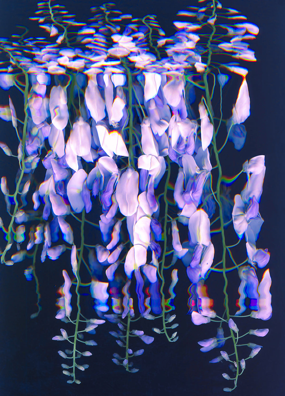 Wisteria