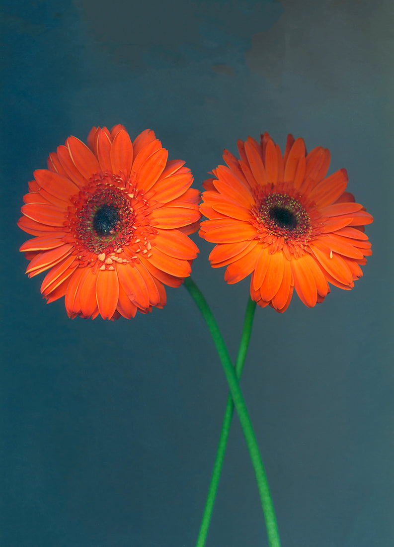 Gerbera Pair