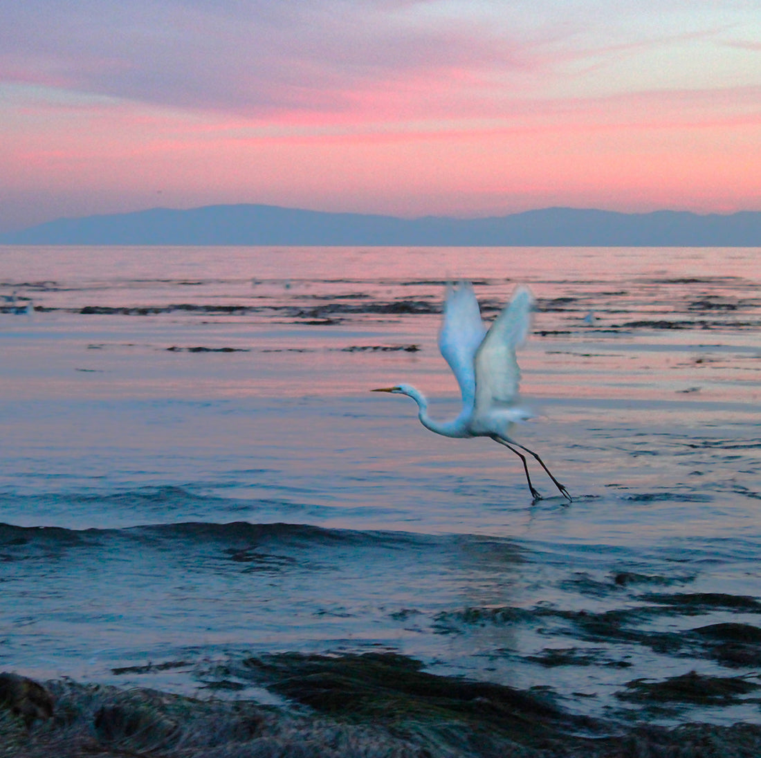 White Heron