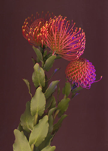 Pincushion Protea