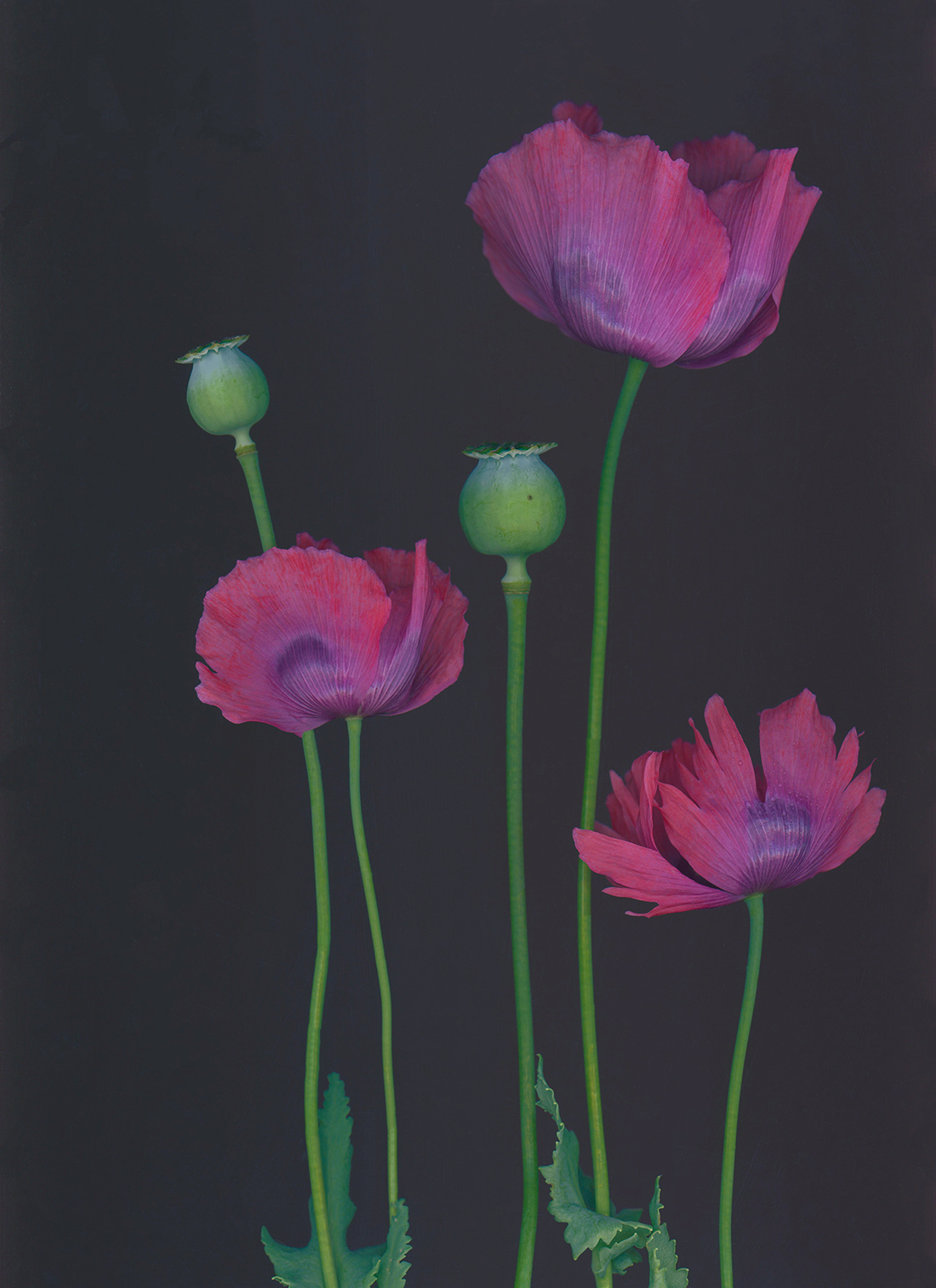 Breadseed Poppies