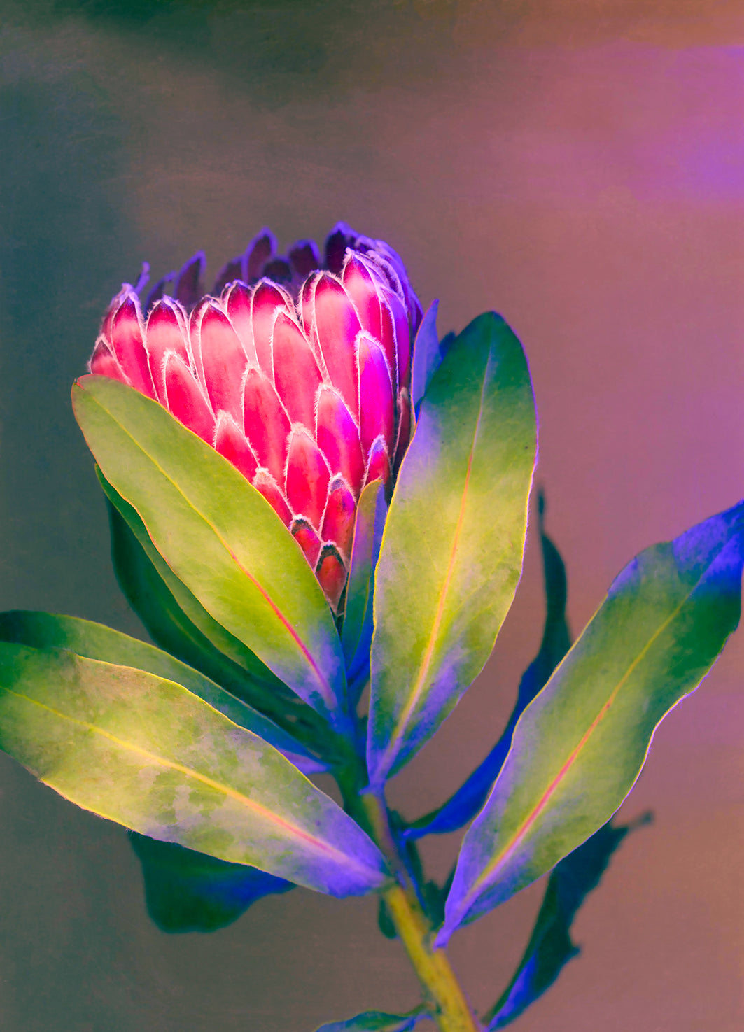 Protea