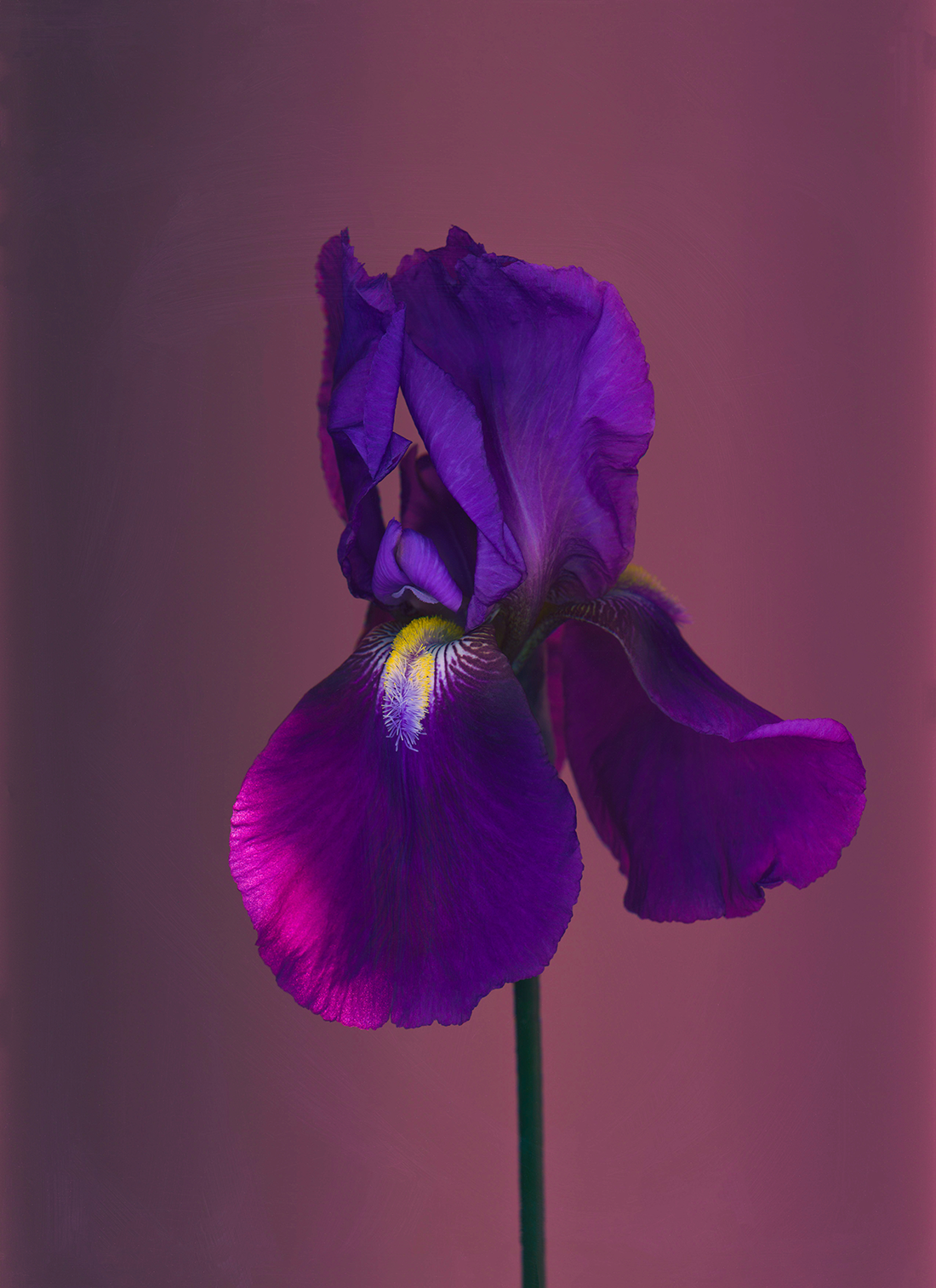 Purple Iris